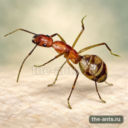 Кампонотус Колоратус