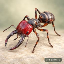 Красноголовый Челюстной Муравей