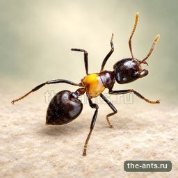Крематогастер Инфлата