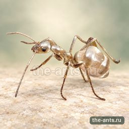 Лептомирмекс Буруэлли